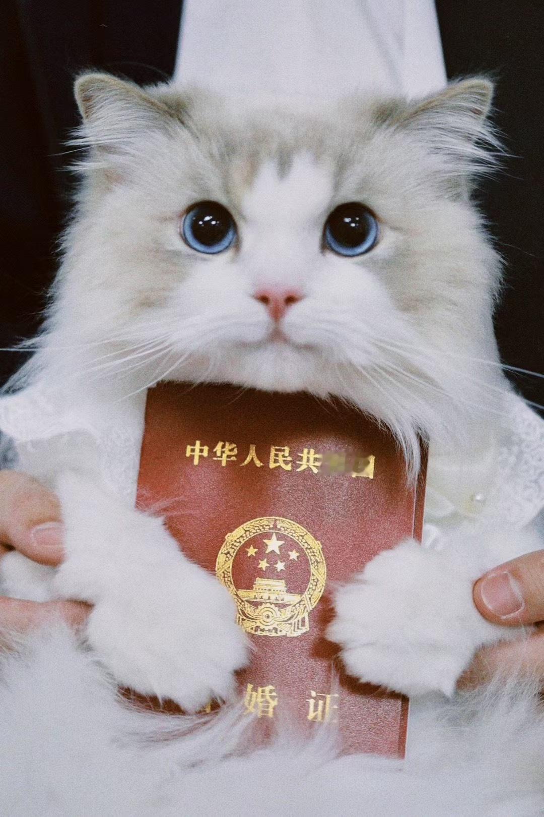 小猫说：我同意这门婚事[愉快]㊗️小猫家长新婚快乐 ​​​