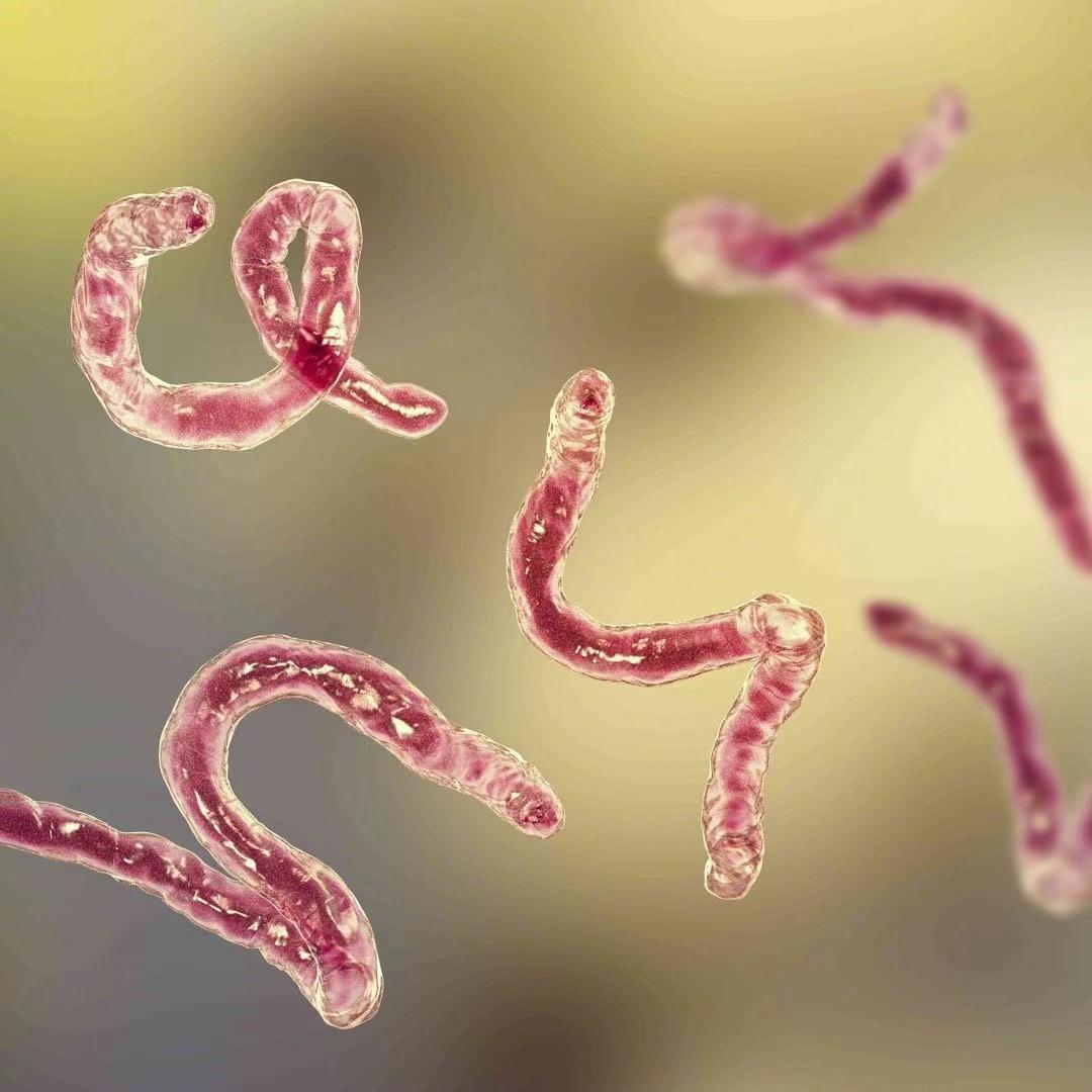 【新研究发现：寄生虫或能控制2型糖尿病】
据智慧科技迷，人类体内一直生活着众多寄