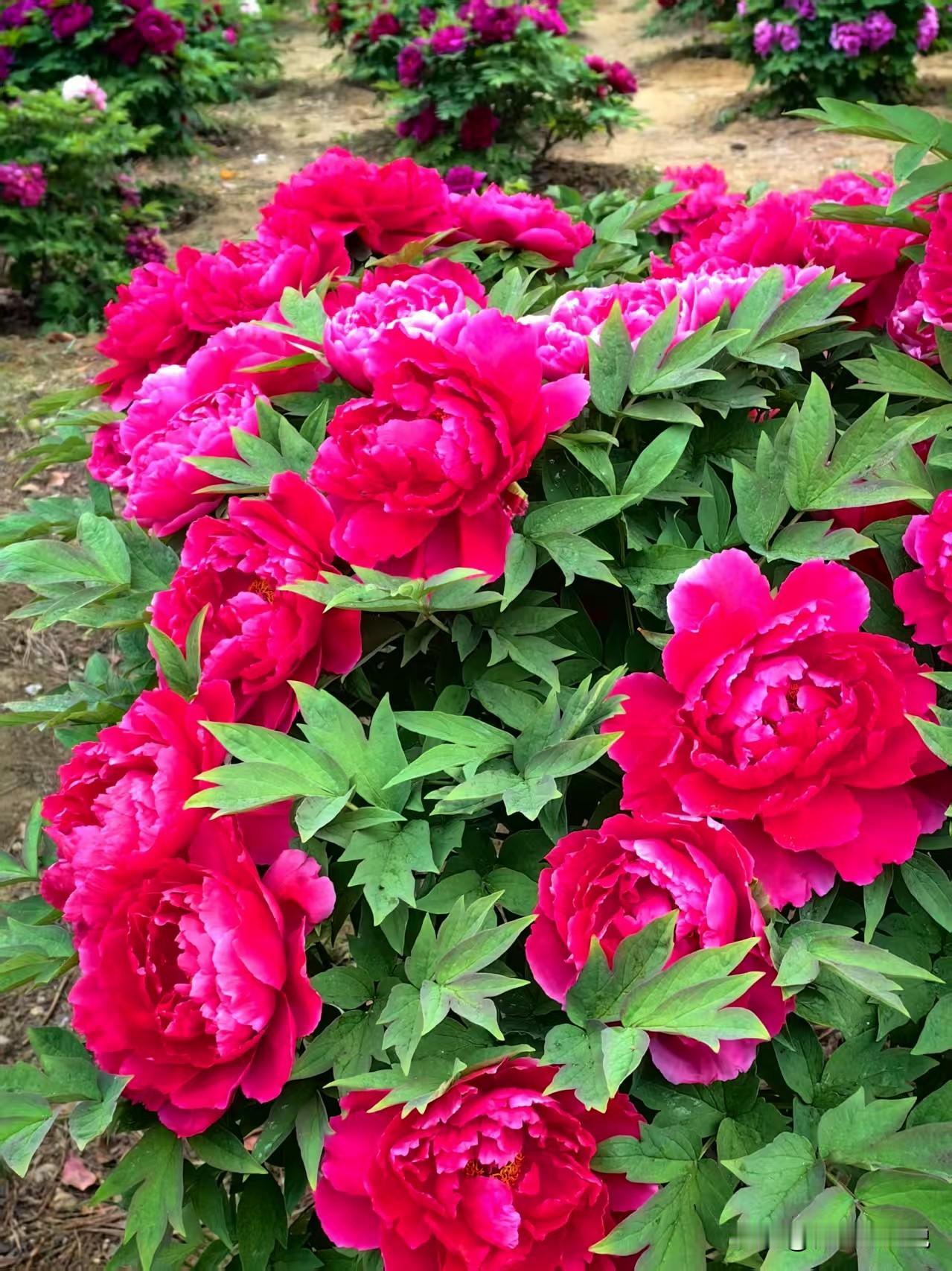 虽然我没有去看过，但在网上看到许多图片和视频，品种多而且有很珍贵的黑牡丹。

在