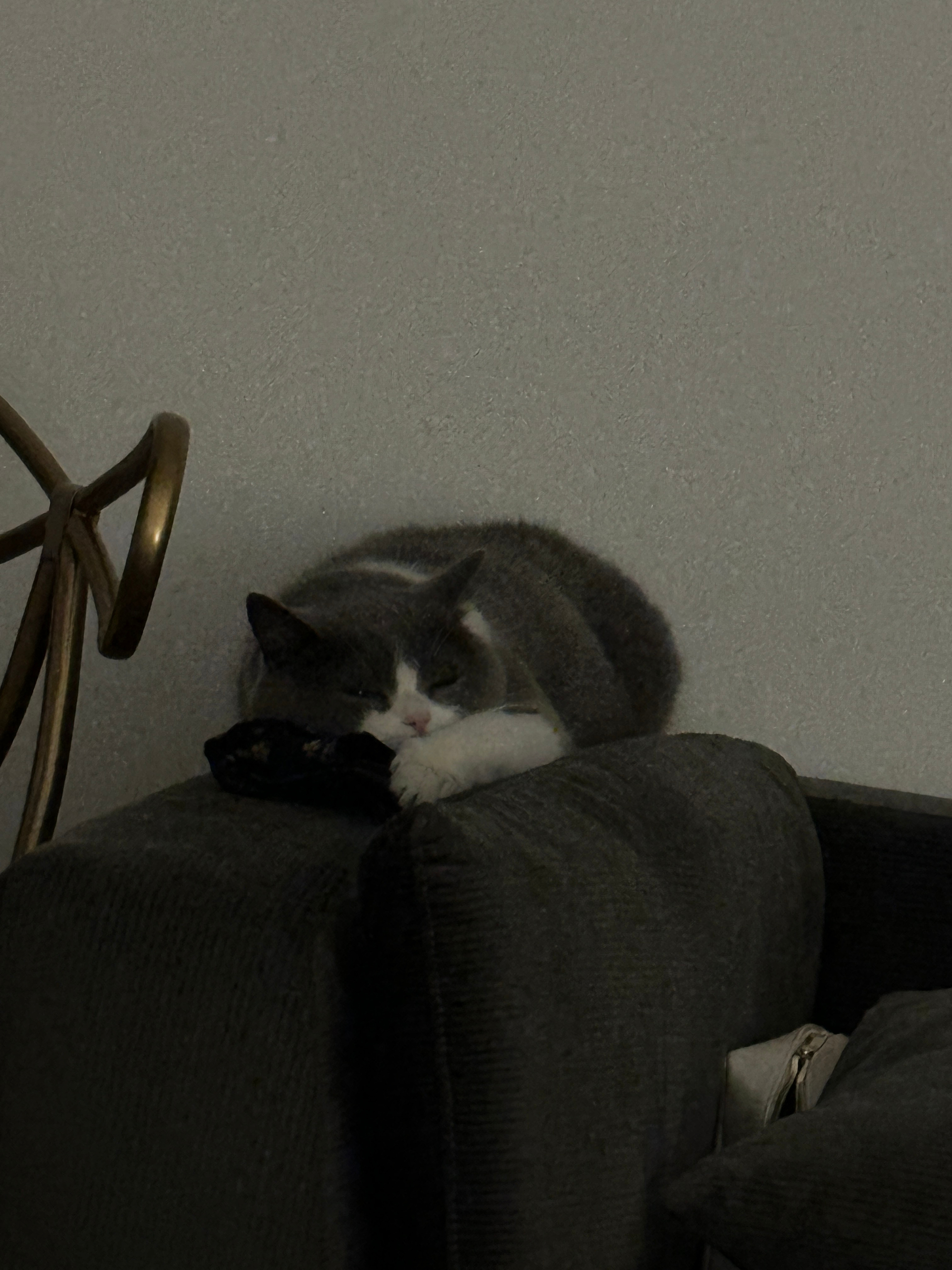 我以为它睡着了，结果开闪光灯发现，好家伙~迷瞪着小眼偷瞄我跟小家伙呢~ ​​​