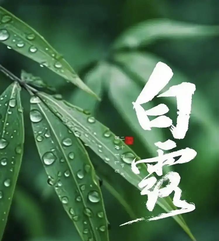 今天白露，山村中的夜里，草尖儿已开始结露珠了，早晨会打湿过路人的衣裳，城里已很少