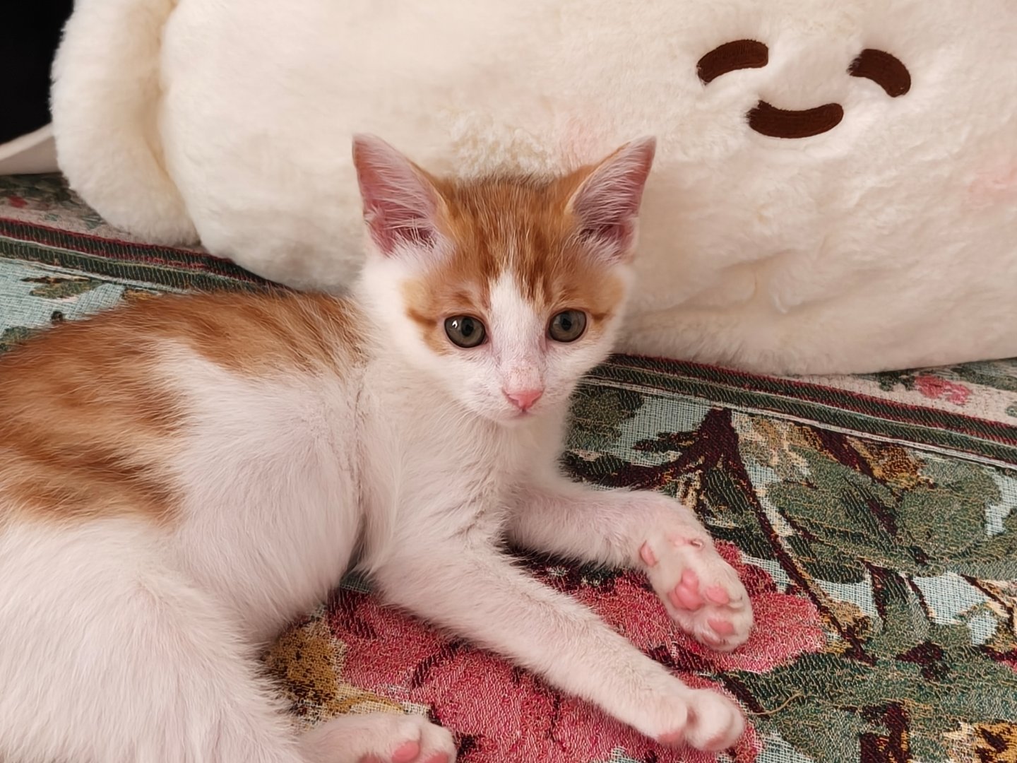 啥子猫 ​​​