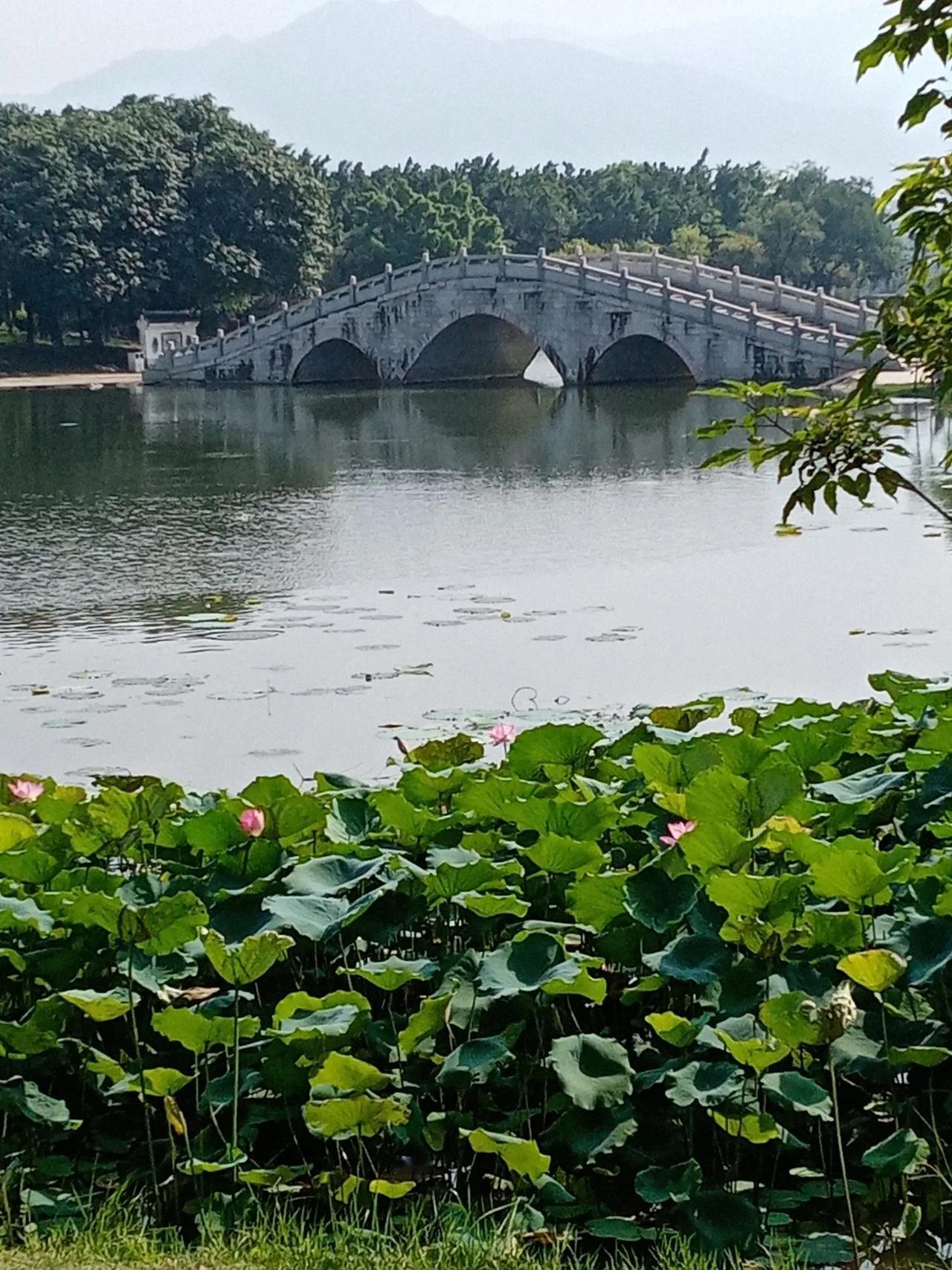 游飞来湖

清远飞来湖，
地上串明珠。
石桥跨两岸，
塑像湖边书。
池荷飘香气，