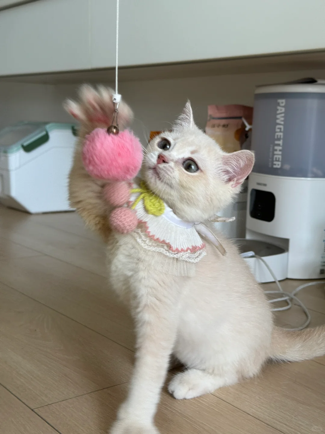 🇭🇰HK買貓💛五粉紫金BB價錢合適～