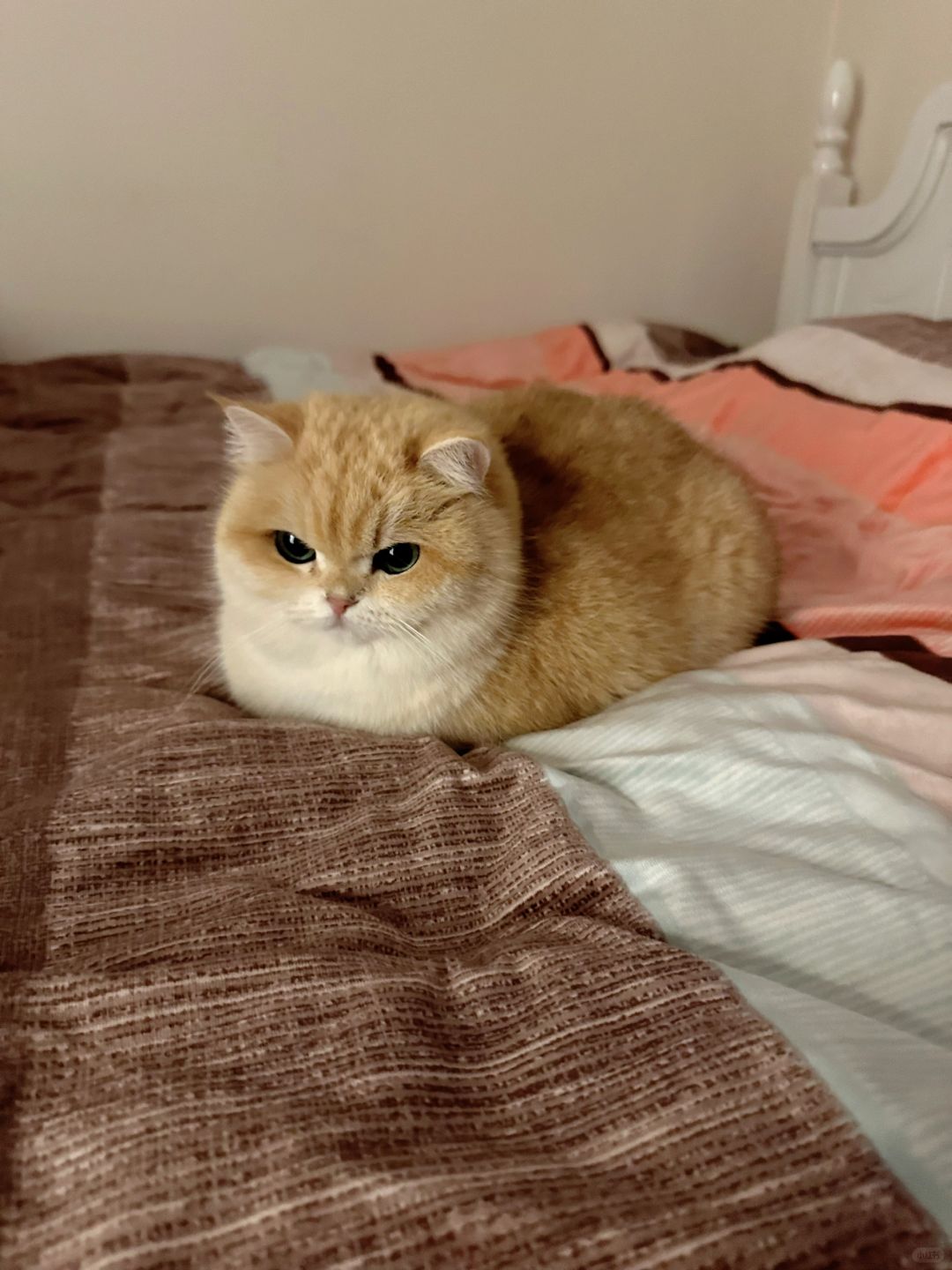 可怜小猫 年纪轻轻就失去了手脚