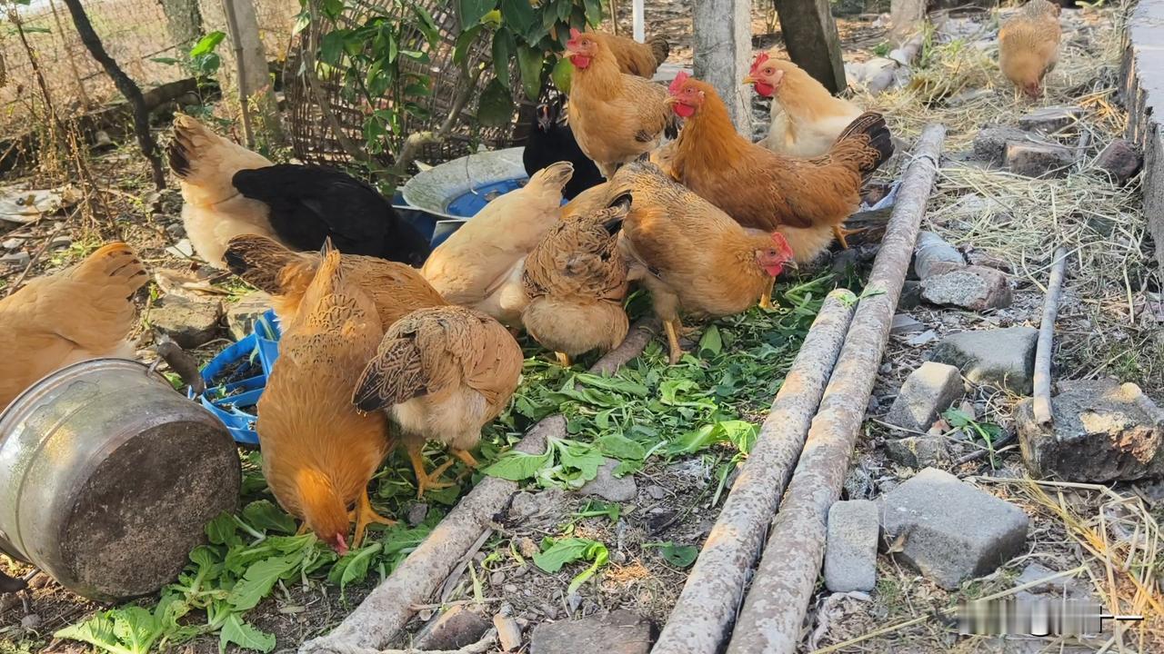 不吃饲料在农村散养的鸡是土鸡吗?不吃饲料在农村散养的鸡只是符合了传统意义上“土鸡