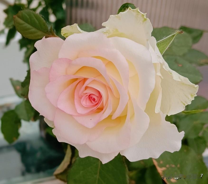 月季花，北京市的市花，确实漂亮，怎能不爱？！[赞]