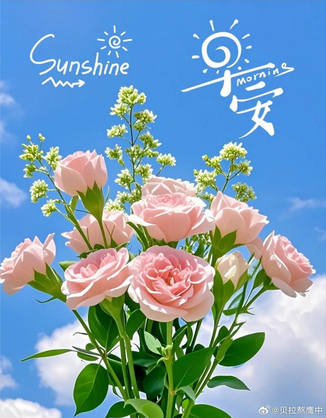 早安 迎着清晨的微光，好好热爱当下的生活。去做自己喜欢的小事，追寻简单纯粹的快乐
