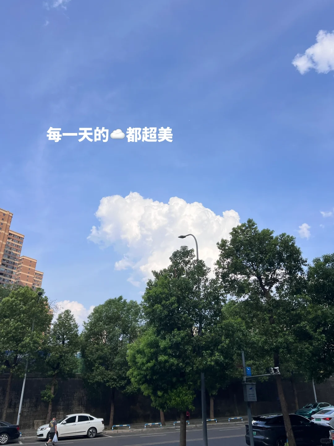 黑 白 豹纹
