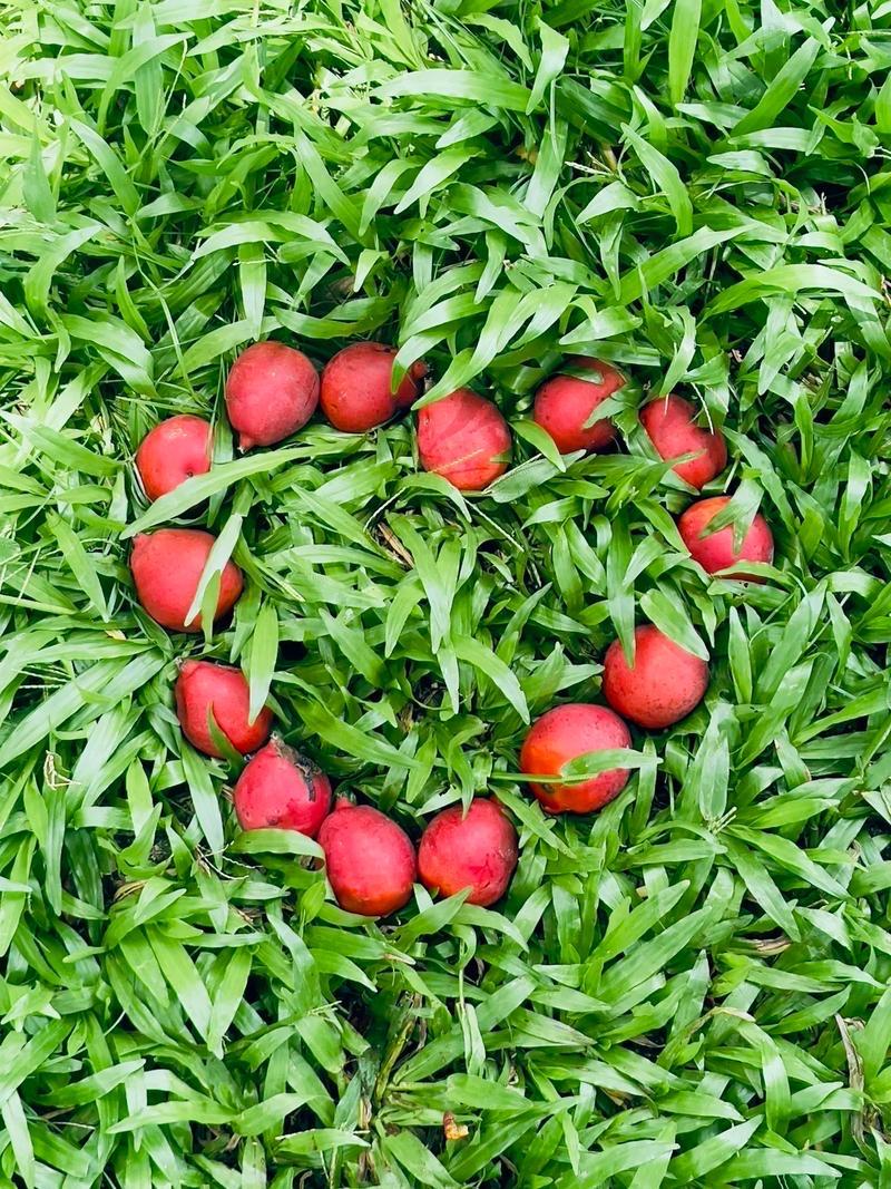 上联:共沐爱河甜蜜蜜，请您对下联同栖爱巢暖融融