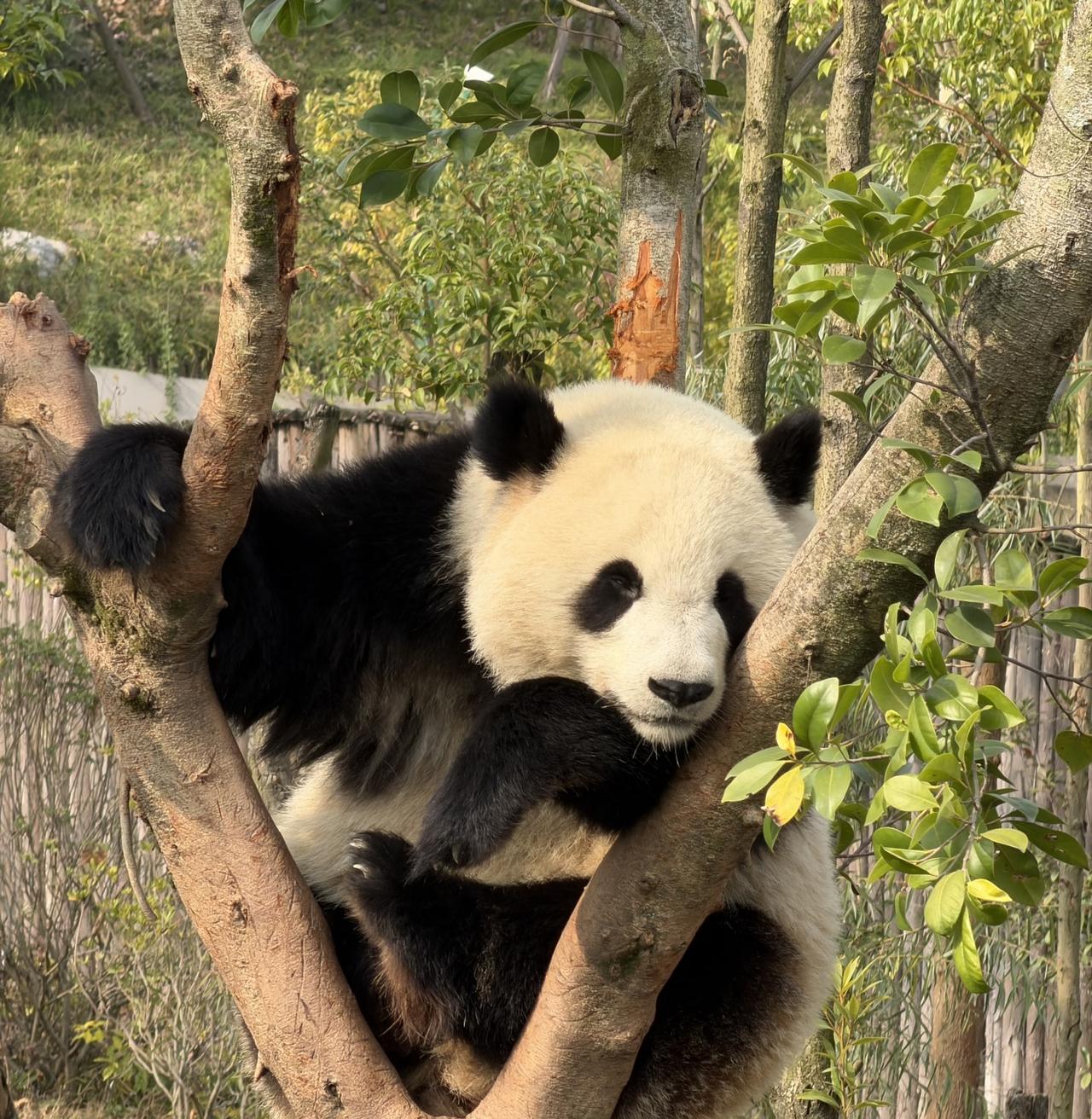 谁能想到啊，平时慢悠悠啃竹子、迈着内八字溜达的国宝大熊猫，居然超爱洗澡！熊猫还挺