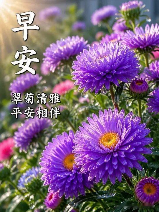 早晨的菊花，清新又美丽。
