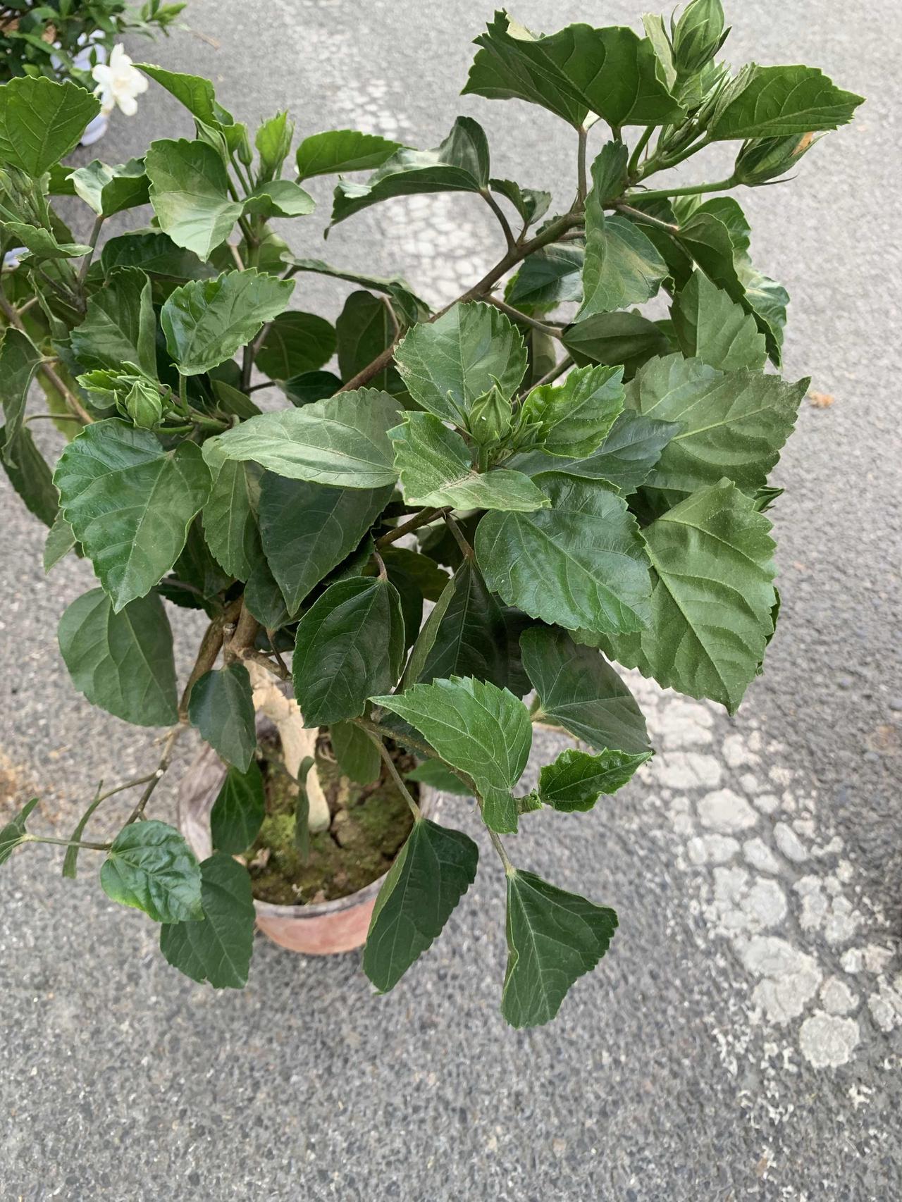 今天晒晒我拍的扶桑花
扶桑花学名朱槿，是锦葵科木槿属常绿灌木，花大色艳且花期长‌