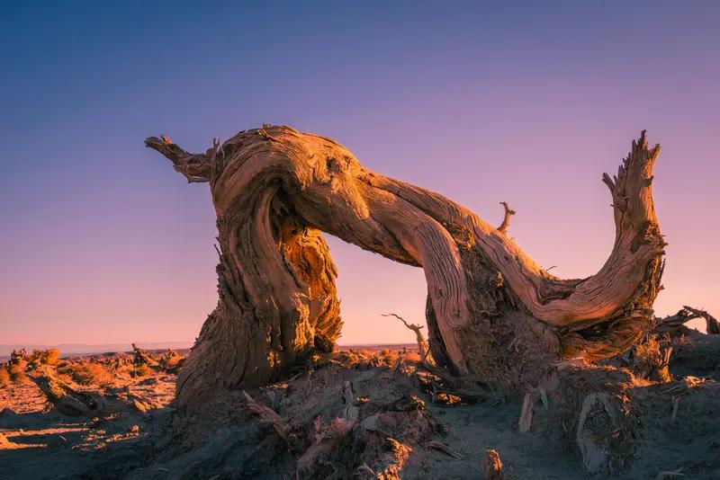 AI妙生图狂风吹倒千年树。