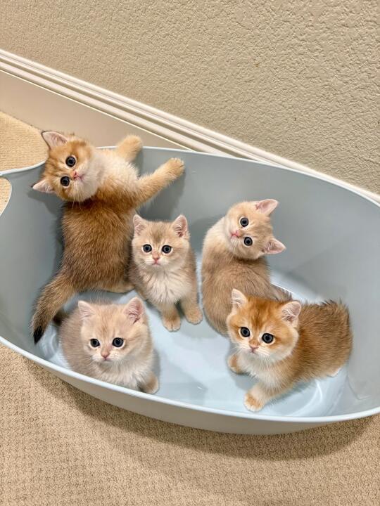 🇭🇰HK買貓  一窩貓貓💛搵屋企