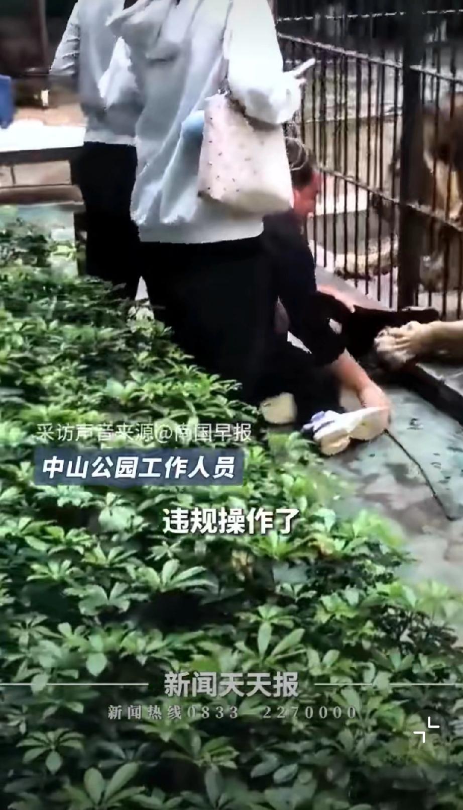 惊险一幕！汕头中山公园一小孩遭狮子袭击拉腿不放，幸亏男子拼力营救，才没酿成大祸！