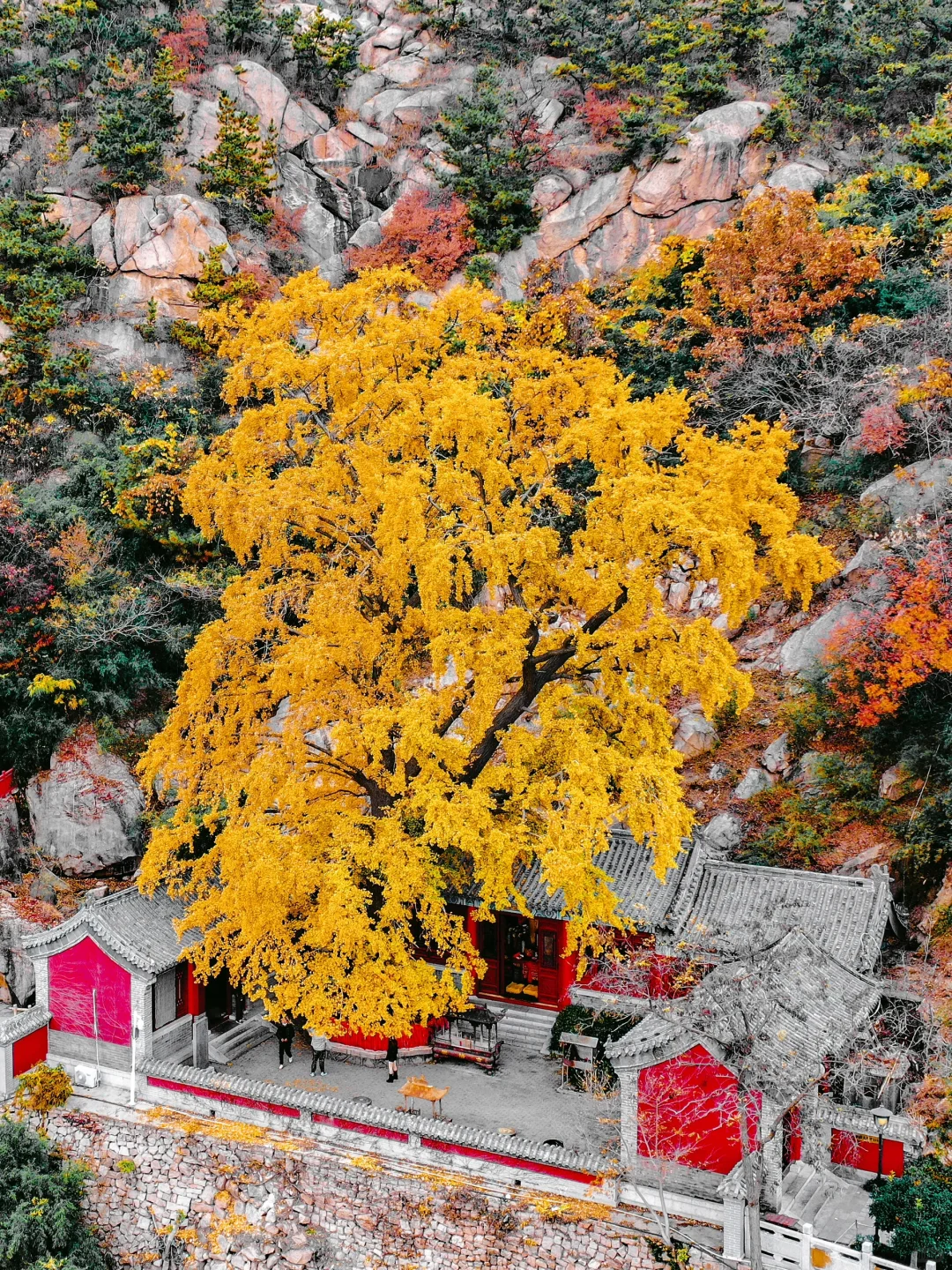 青岛秋日限定浪漫倒计时ing🍂你准备好了吗