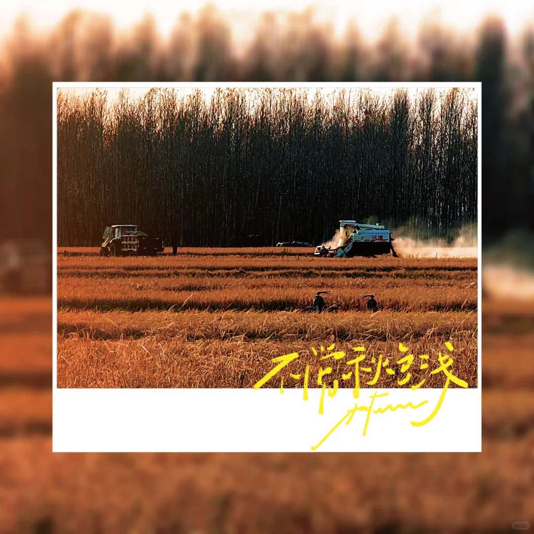 驰骋于金色田野之上：感受黑龙江的丰收诗篇