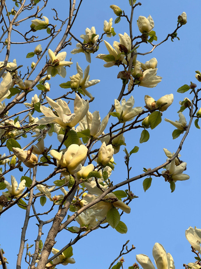 过春天的杨紫 杨紫拍的春景 过春天的杨紫，杨紫拍的春景，是探出身子和小狗玩的紫妹