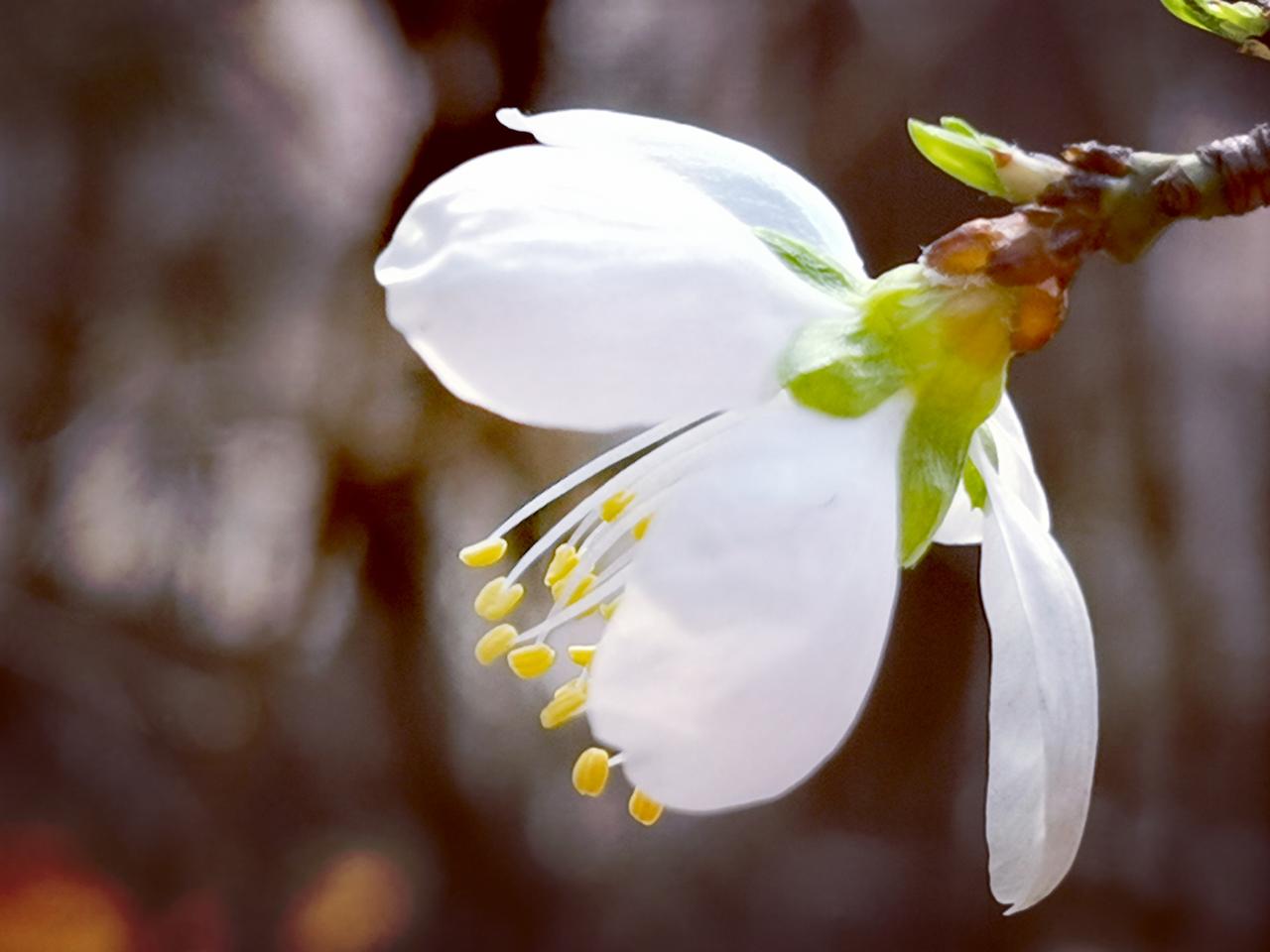 杏花，颇有梅韵。娇俏、孤傲，有些浪漫主义的色彩。
杏花疏影里，吹笛到天明。那琥珀