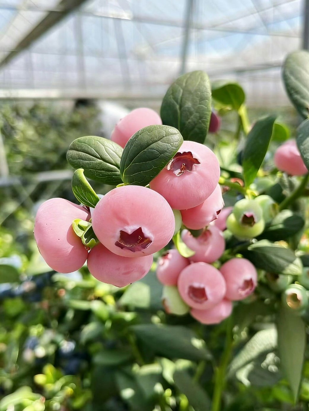 粉色蓝莓粉色蓝莓，别说吃了 见我都是第一次见，还是在网上