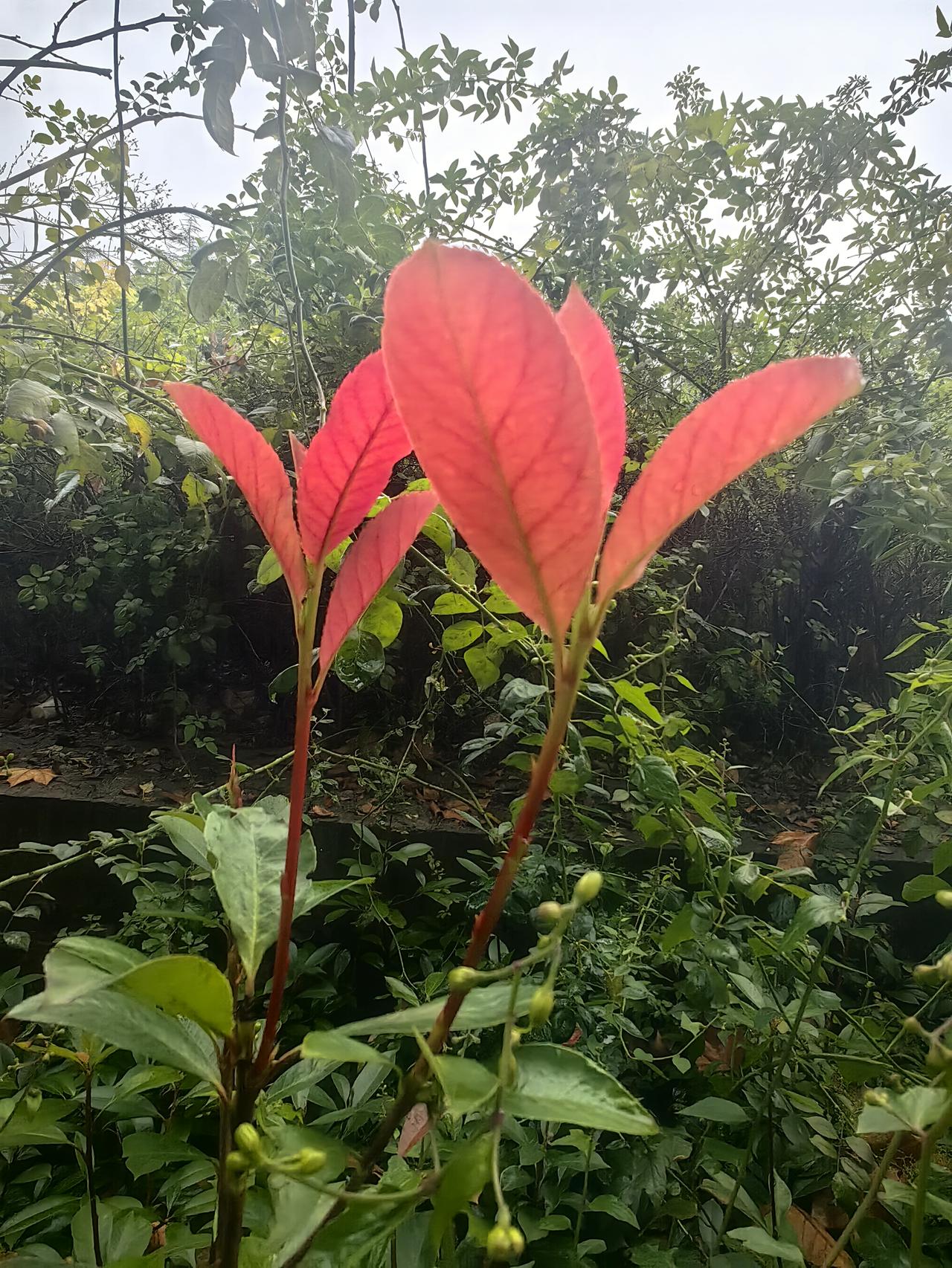 晨练路上撞见绿化带里的红叶石楠冒新叶，鲜亮的正红嫩得能掐出汁水，衬着旁边深绿的老