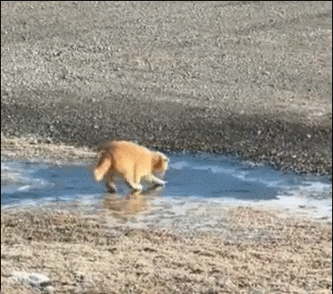 冰面上受惊吓的小猫咪 ​​​