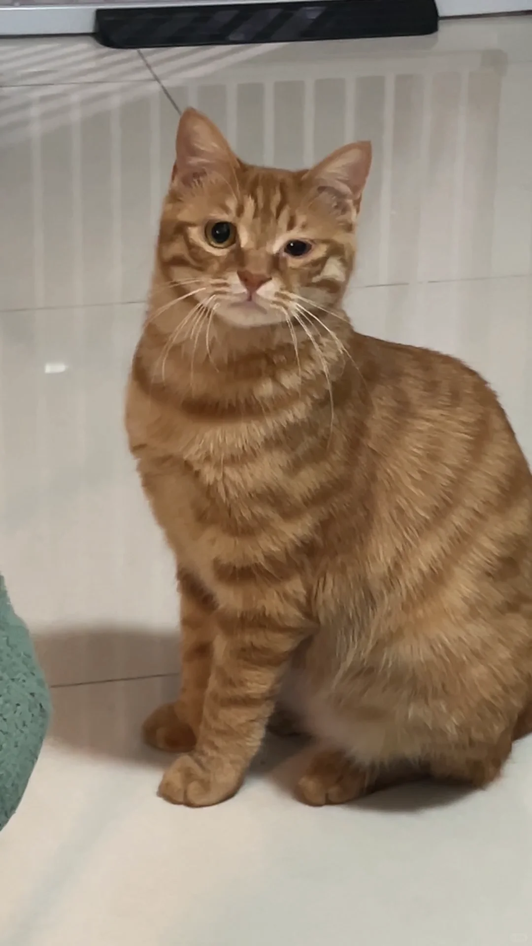 童颜大腚