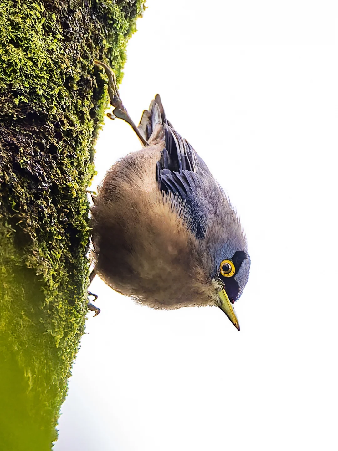树上挂着一个小球鸟：黄嘴䴓(shī)