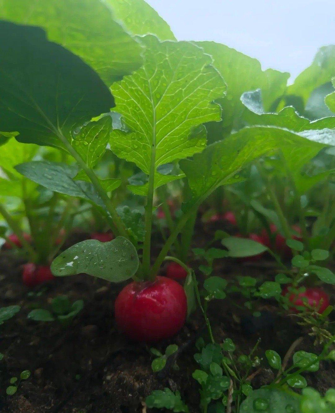 萝卜今天休战，整理一下获利盘挺好。01山有顶峰，湖有彼岸，在人生漫漫长途中， 万