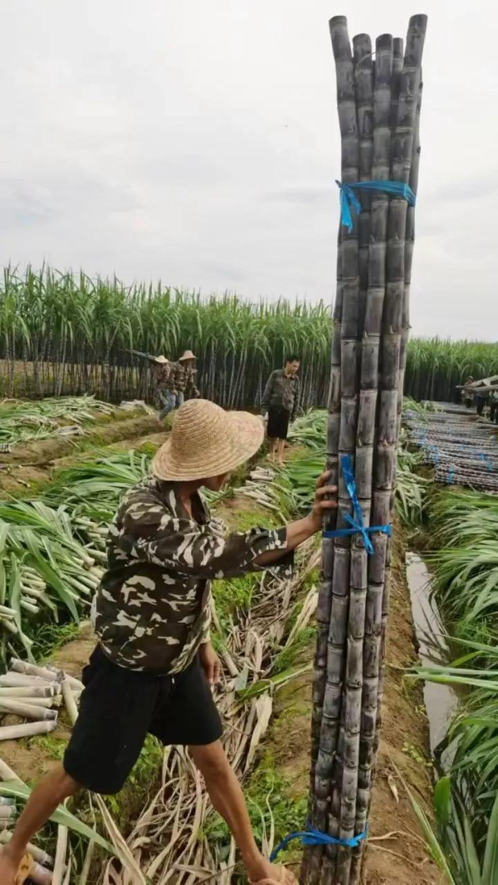 这种两省合作模式值得大力提倡[赞]
近日，贵州省台江市百余名民工乘坐免费大巴前往