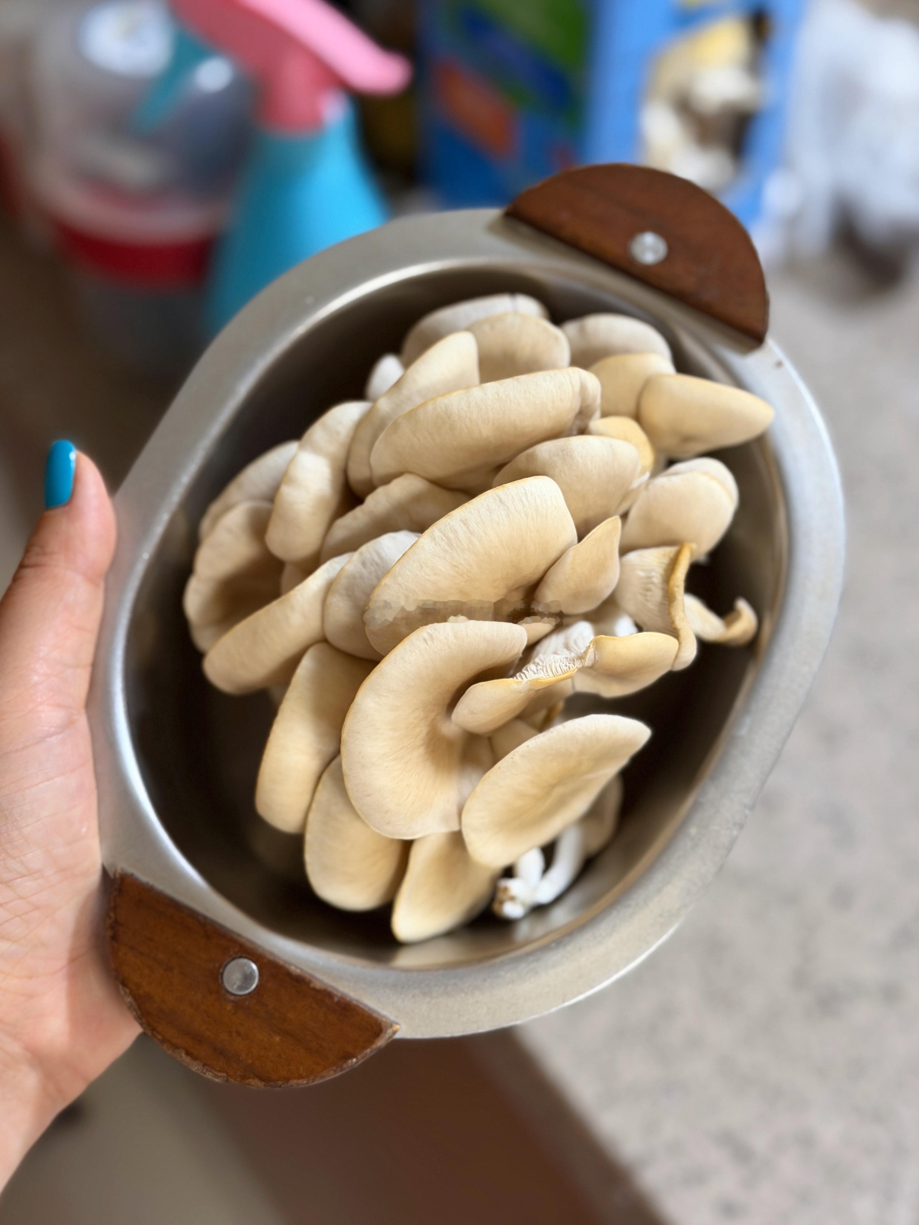 可以炒一顿了 