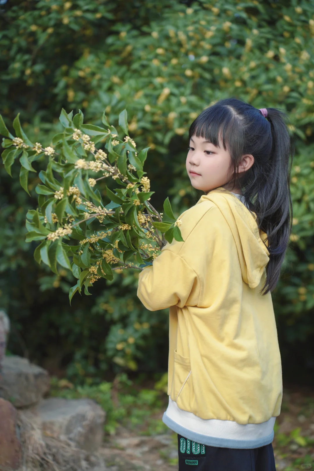 比起桂花公园，我更喜欢藏在太湖边的桂花村