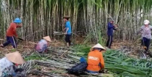 越南变化确实大，以前喊越南人过来广西砍甘蔗，一天50元人民币，后来变100人民币