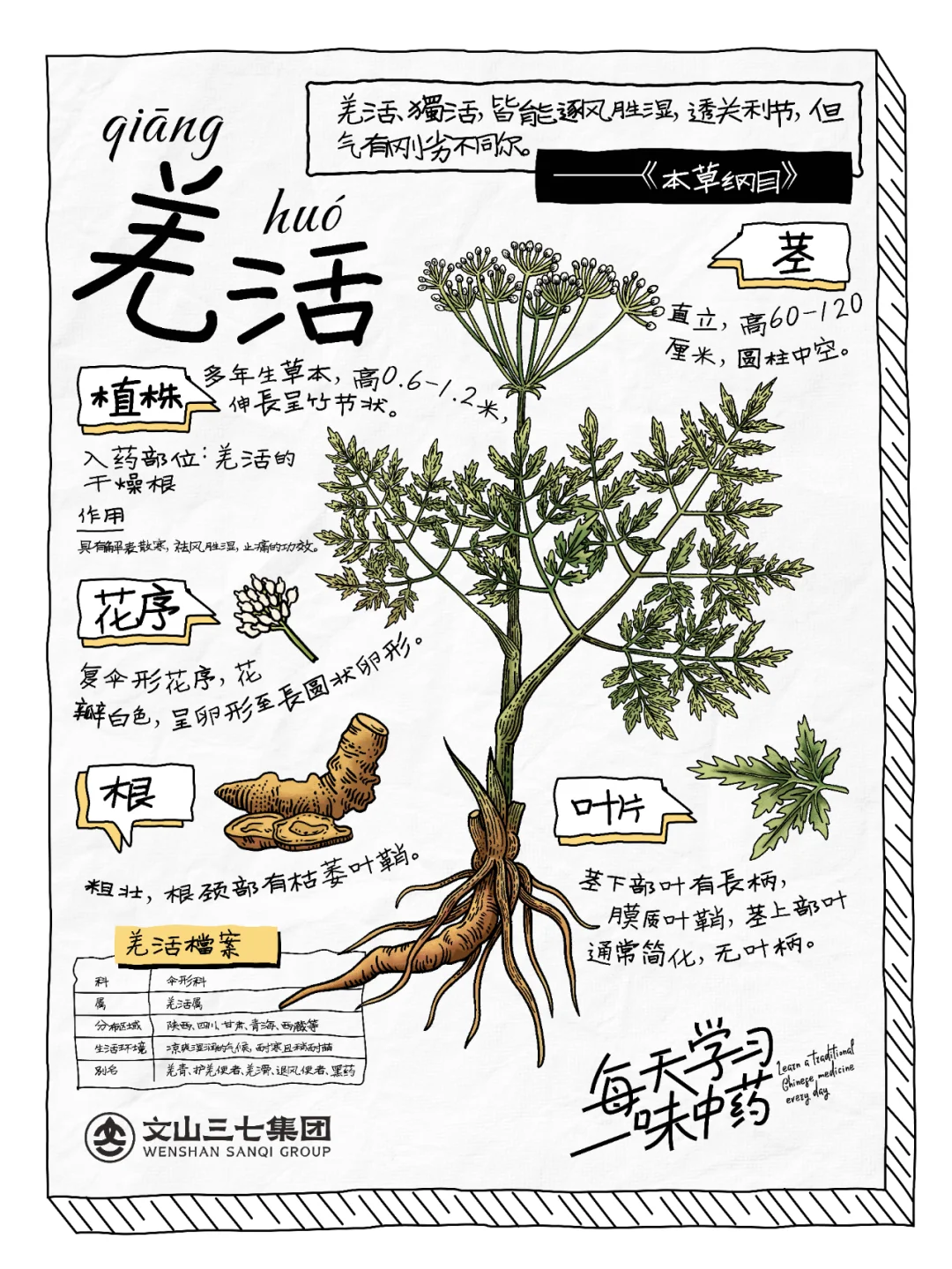 👉🏻 每天学习一味中药｜羌活