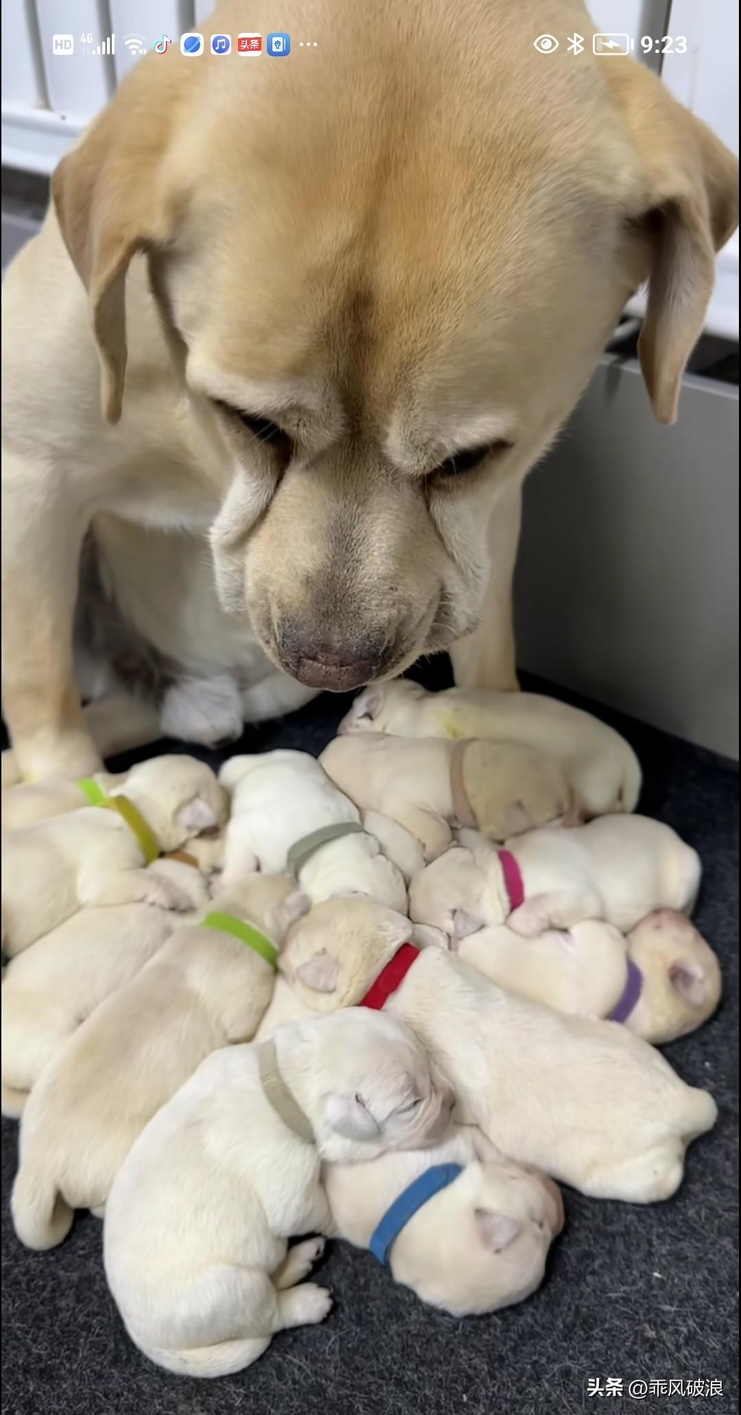 主人对着狗妈妈怒斥道：“你可倒好，一生就是一胎十个崽！我根本照顾不过来这么多小狗