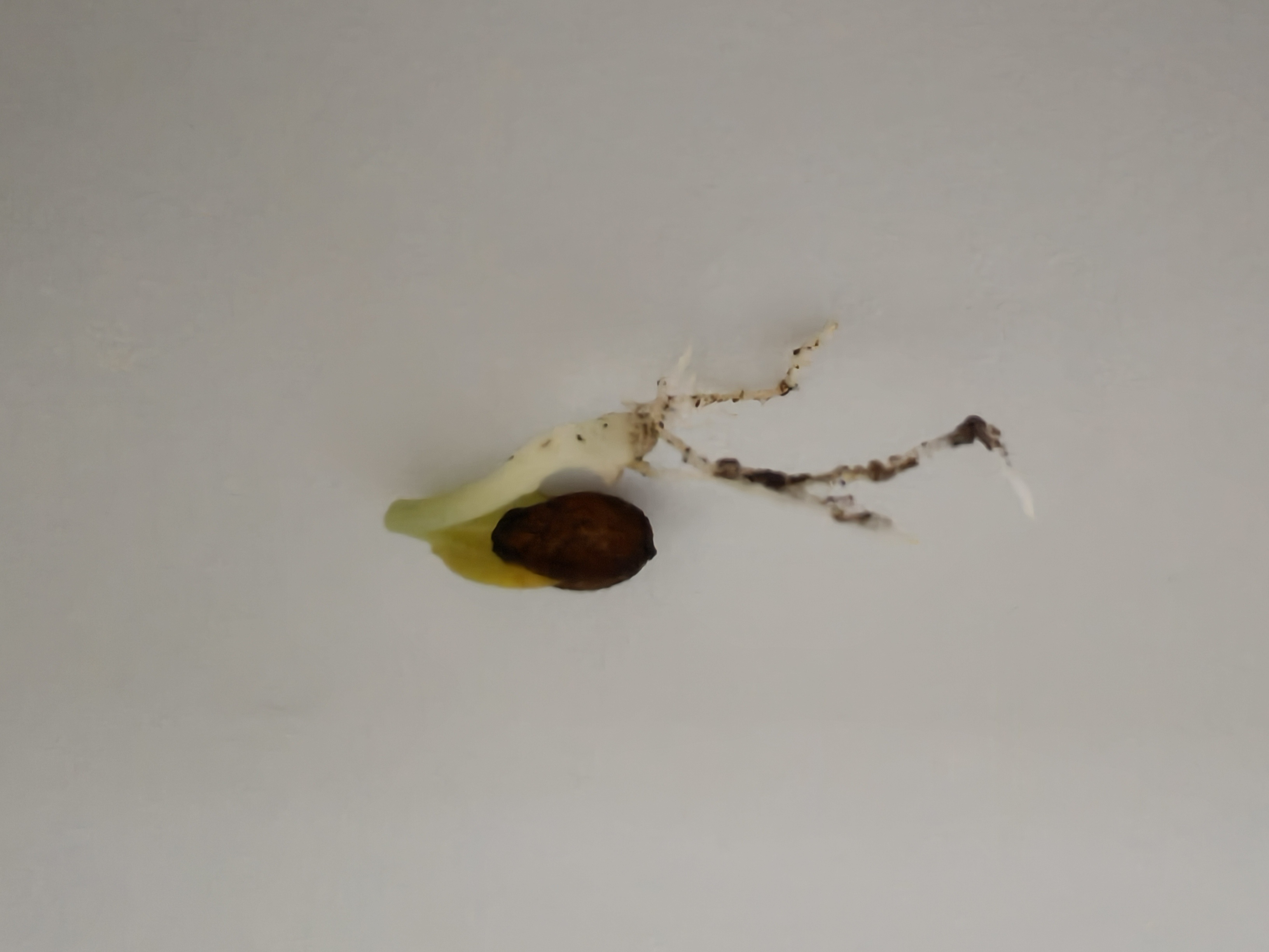 一粒西瓜籽掉在水池夹缝里发芽了🌱好神奇