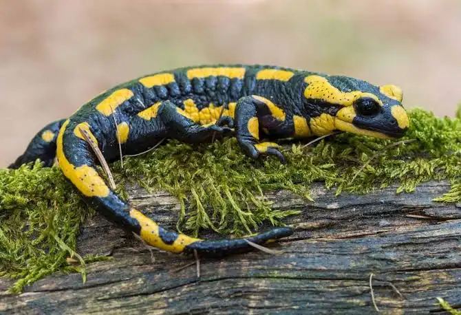 火蝾螈 fire salamander（Salamandra salamandr