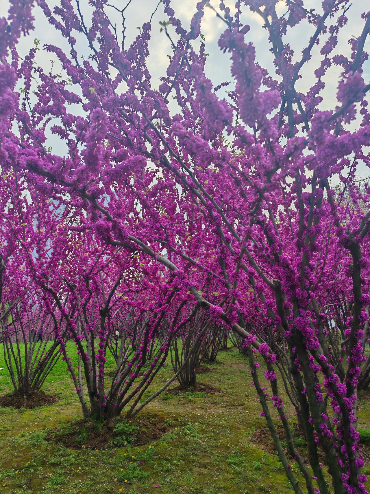 晒图笔记大赛这样一大片紫荆花，我还是第一次见。沙湖公园真是个宝藏公园，实在太美啦