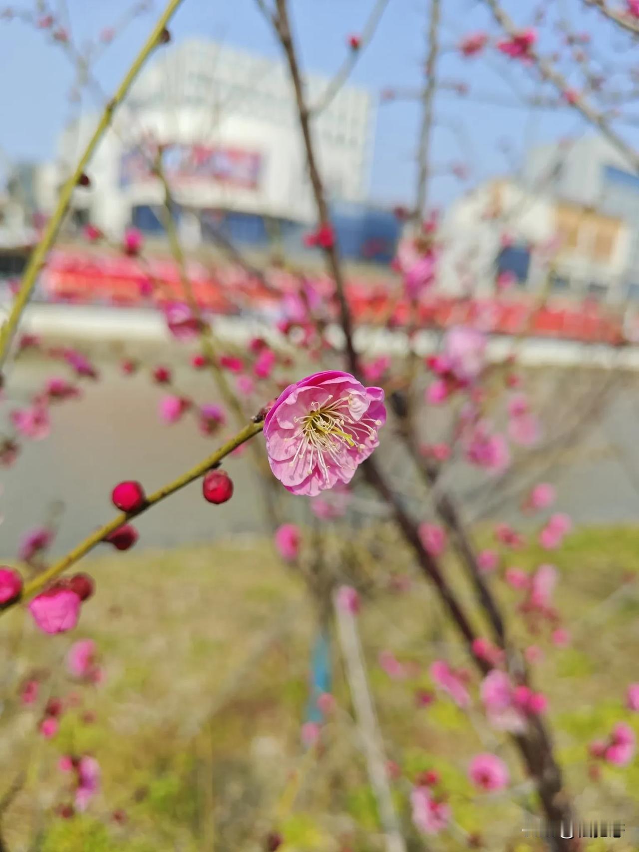 天南地北大拜年戳这里，一起放烟花>梅花儿