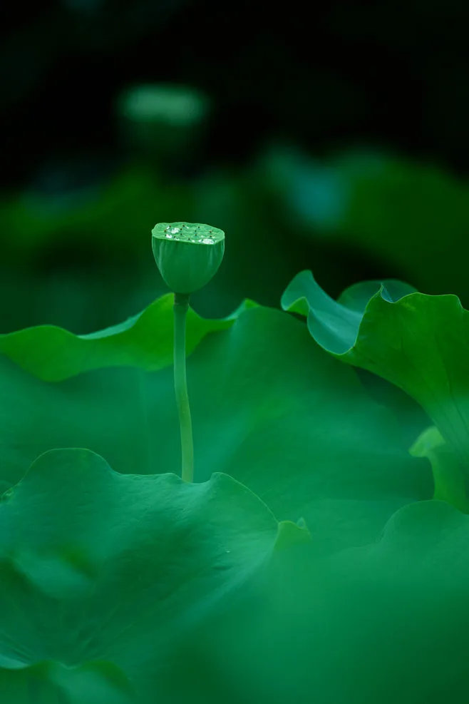 人所有的内心冲突都源于不纯粹，无法彻底地去实现自己的初衷。本质上都是自己的简单与