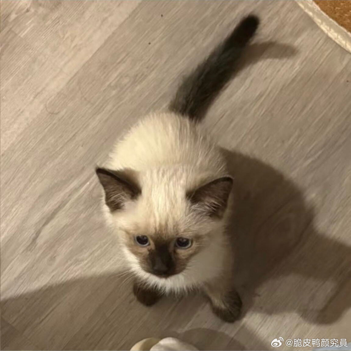 分享图片 