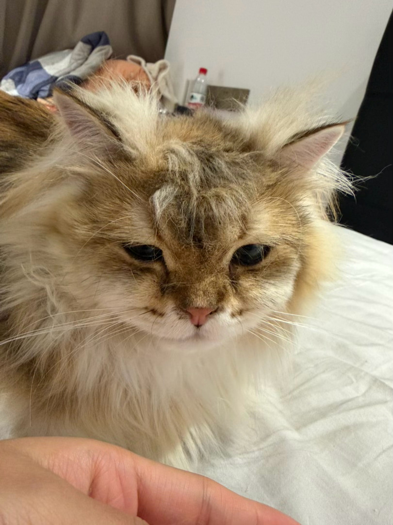 小猫好 小猫是世界上最尊重人的人从小就梳背头 谢谢小猫今天给小猫换了新发型 看看