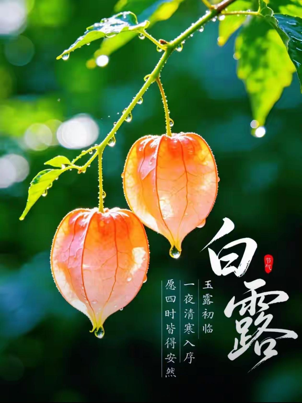 [福]2026./9月7日，雁南飞、择良木而栖，白露至、择美好而安居[福]
 