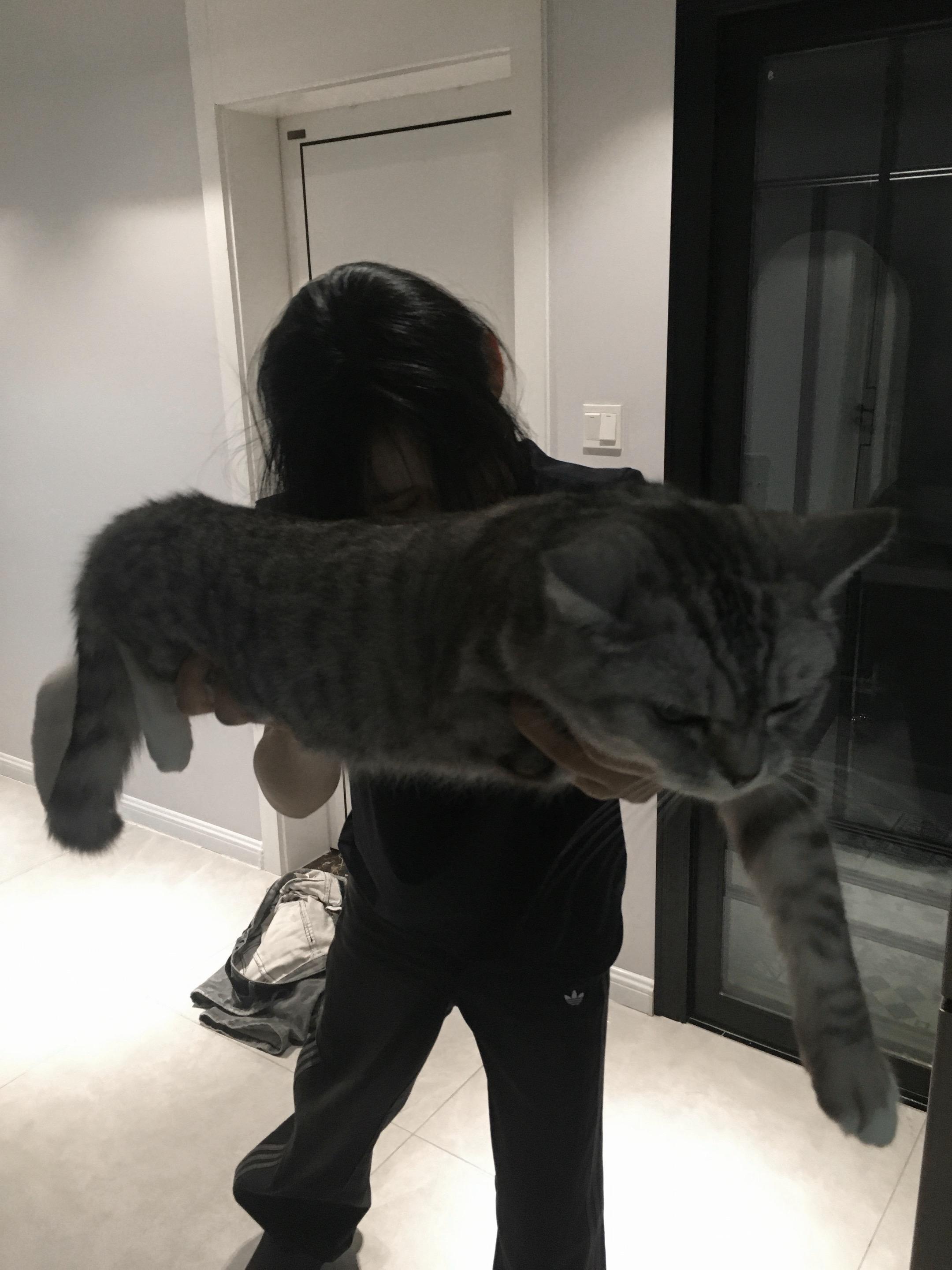 无奖竞猜 出现了几只小猫