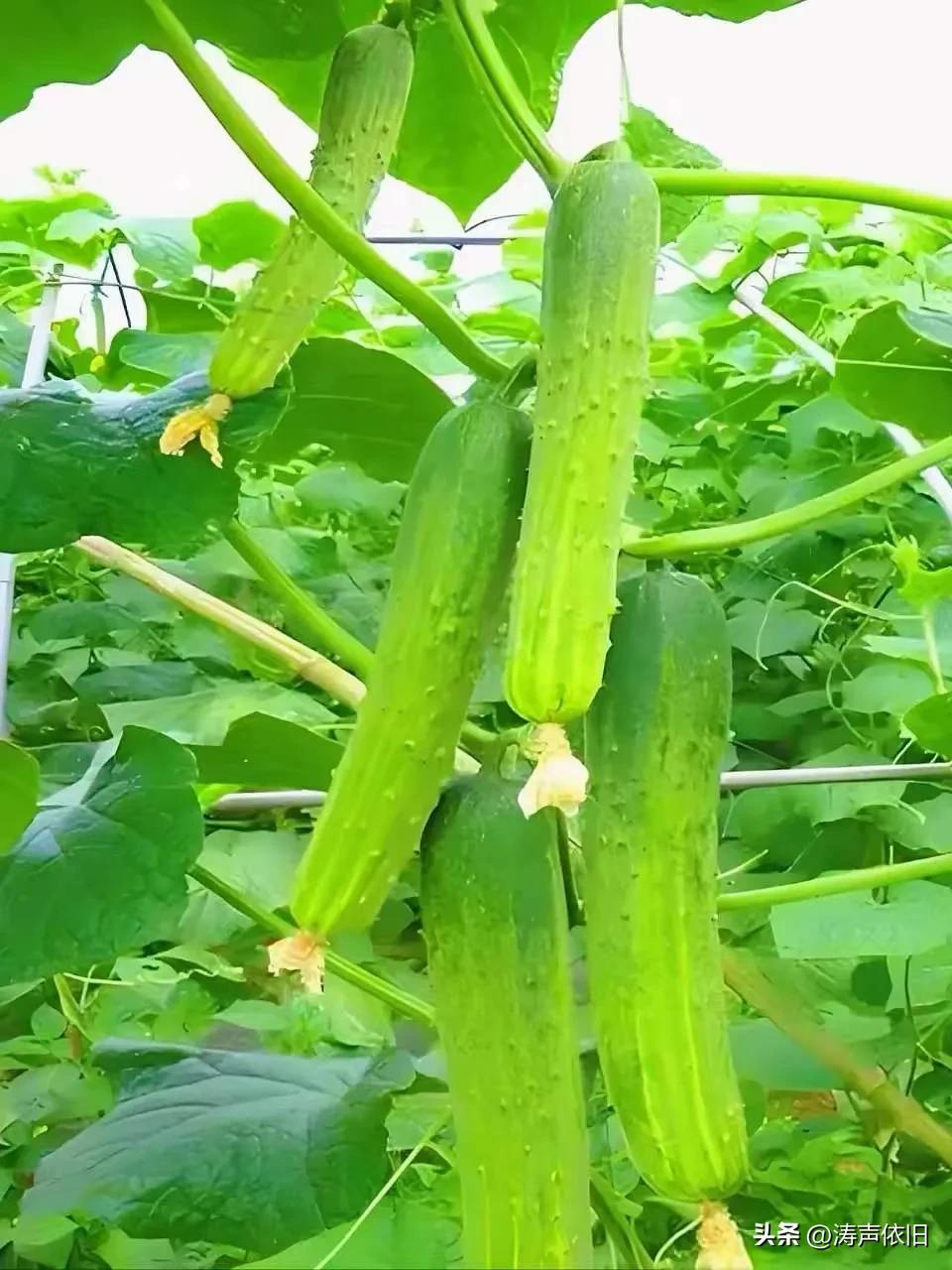 《鹧鸪天·秋至寄安》

秋至风清日渐凉，
一声问语暖心房。
午间尚有余炎在，
朝