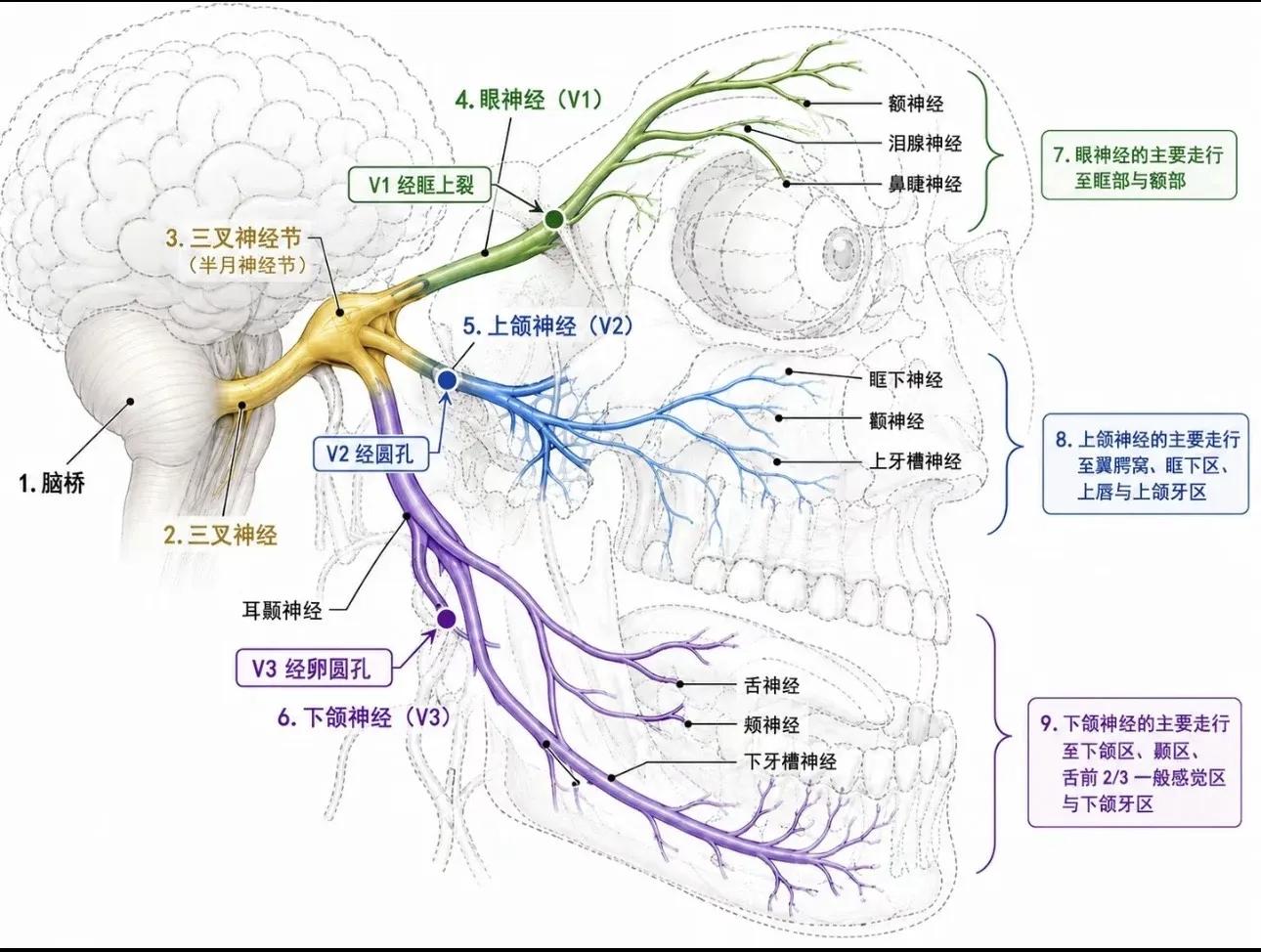 三叉神经
