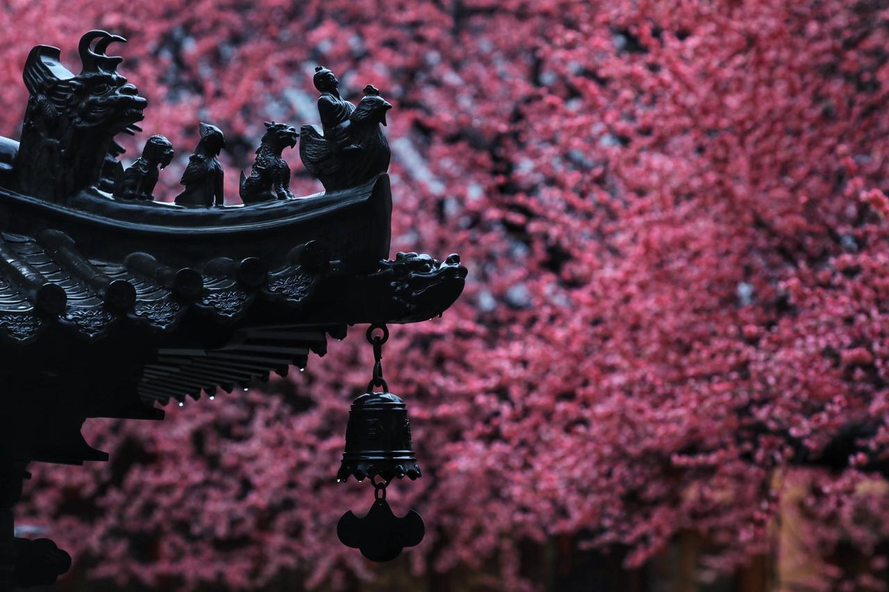 2026早春顶流预定！湖州铁佛寺百年六瓣古梅，梅中“舍利”等你来朝圣！
每年早春