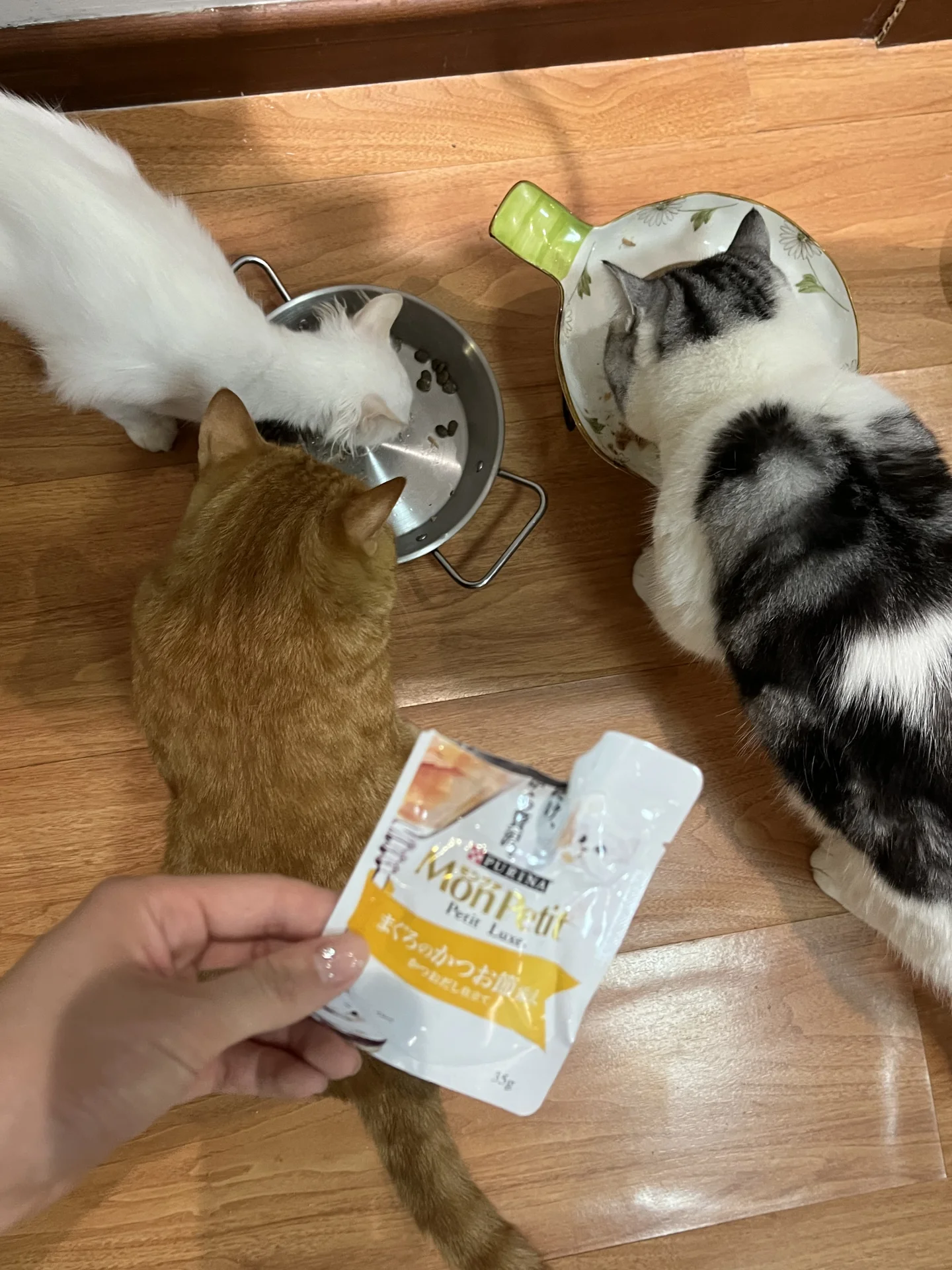 日本旅游给毛孩子们带了小礼物 非常捧场！