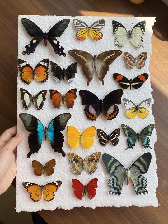 永远爱蝴蝶标本
